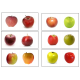 Apples Same and Different Sorting Activity for Special Education